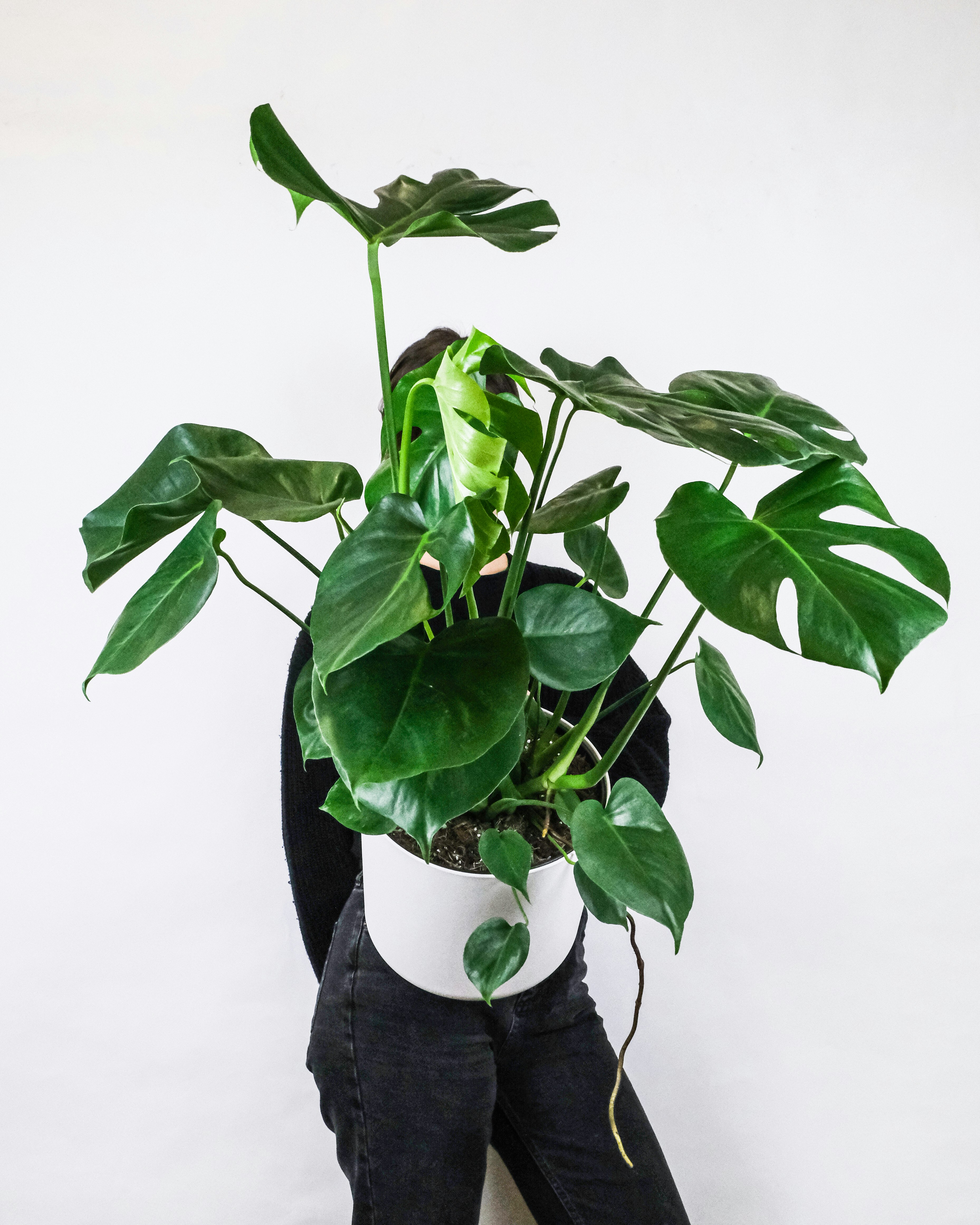 green plant on white ceramic vase